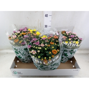 Chrysanthemum  'Elixer'