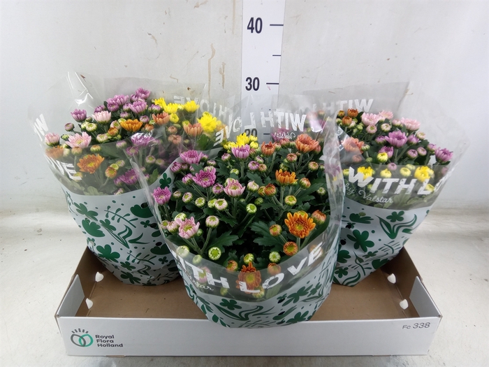 <h4>Chrysanthemum  'Elixer'</h4>