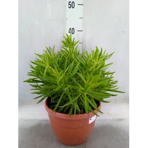 Crassula   ...