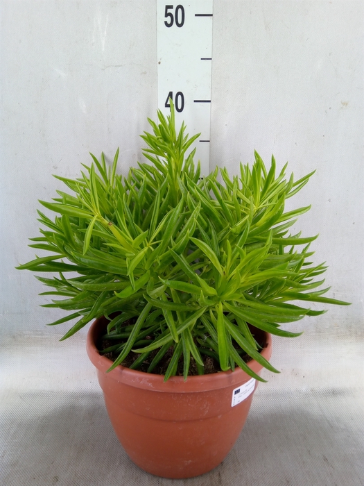 <h4>Crassula   ...</h4>