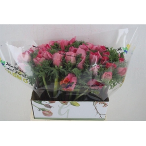 ANEMONE COR. 'MISTRAL PLUS L PINK'