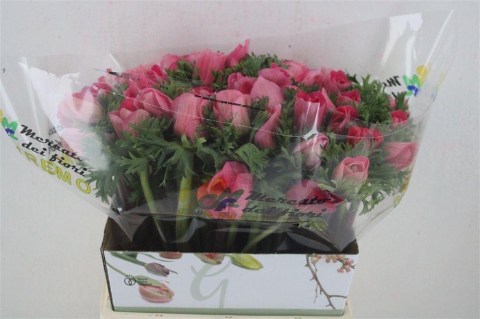 <h4>ANEMONE COR. 'MISTRAL PLUS L PINK'</h4>
