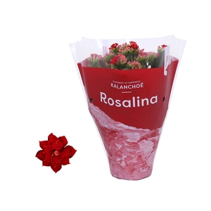 Kalanchoe Rosalina 12cm TST Don Justino, Rode hoes