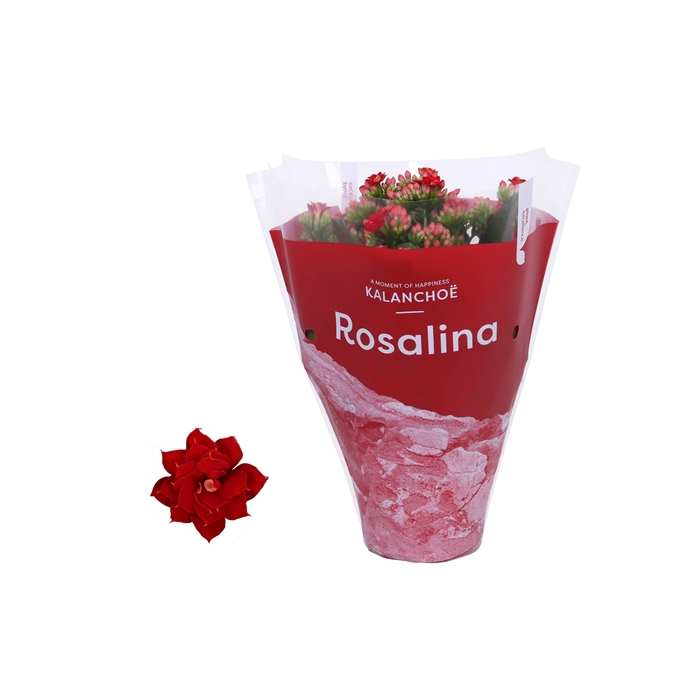 <h4>Kalanchoe Rosalina 12cm TST Don Justino, Rode hoes</h4>