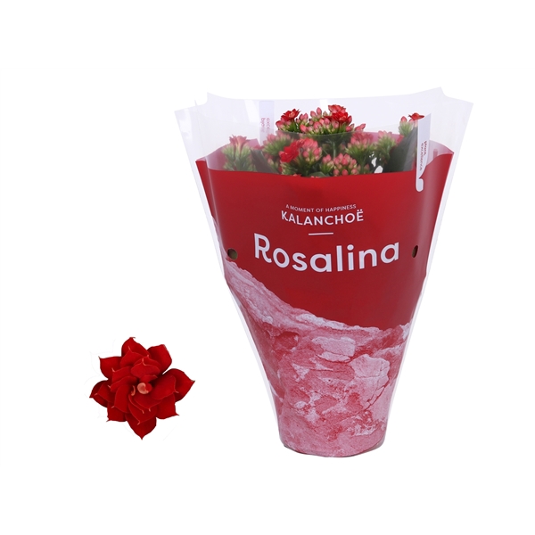 <h4>Kalanchoe Rosalina 12cm TST Don Justino, Rode hoes</h4>