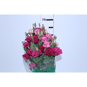 NAO USAR - LISIANTHUS VERMELHO 060 CM MIN 500 GRAMAS VERMELHO