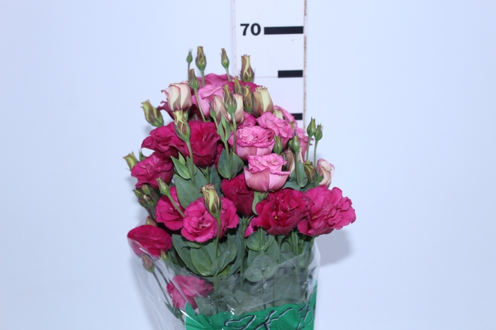 NAO USAR - LISIANTHUS VERMELHO 060 CM MIN 500 GRAMAS VERMELHO