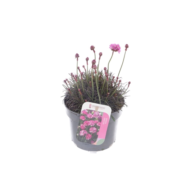 <h4>Armeria maritima Vesuvius</h4>