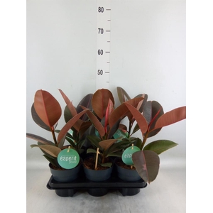 Ficus elastica 'Pink Camouflage'