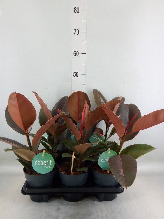 <h4>Ficus elastica 'Pink Camouflage'</h4>