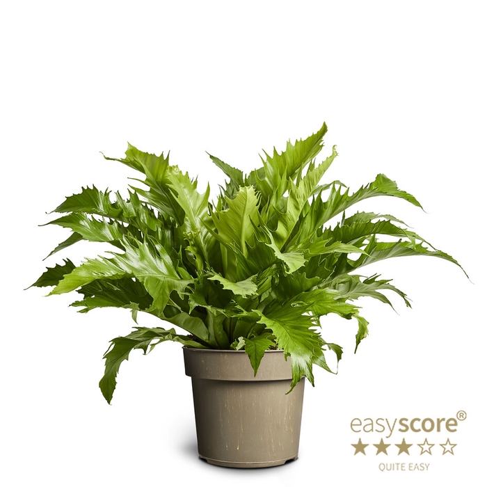 ASPLENIUM NIDUS p17