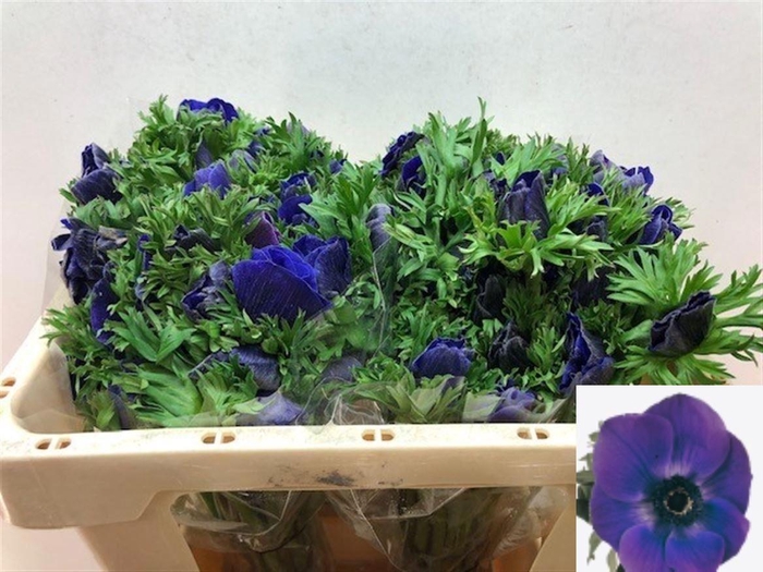 <h4>Anem Co Galil Blauw</h4>