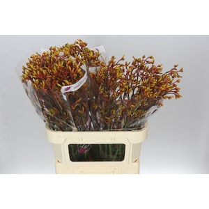 Anigozanthos Gold Fever