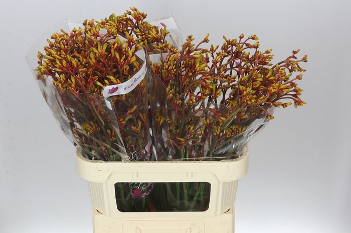 <h4>Anigozanthos Gold Fever</h4>