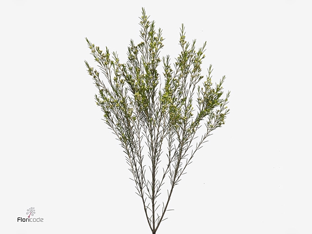 Chamelaucium Luna