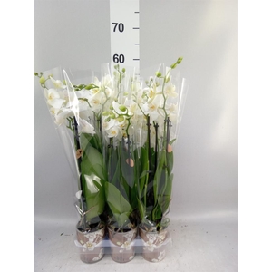 Phalaenopsis multi. 'FC Silly Tom'