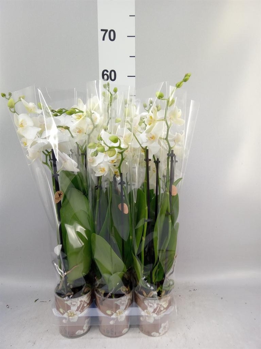 <h4>Phalaenopsis multi. 'FC Silly Tom'</h4>