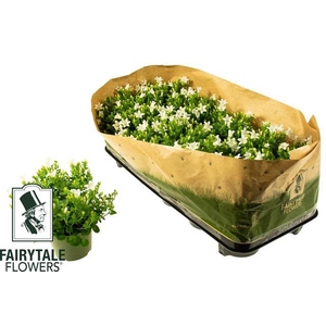 Campanula portenschlagiana white get me 10,5Ø 20cm