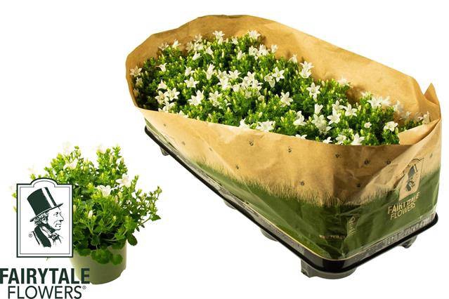 Campanula portenschlagiana white get me 10,5Ø 20cm