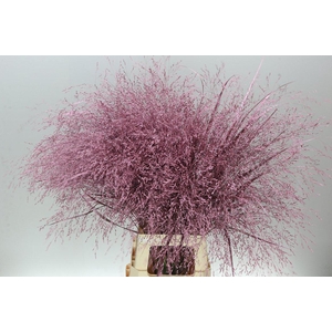 Panicum Painted Rose/gold