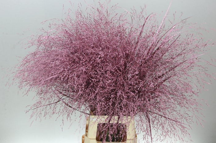 <h4>Panicum Painted Rose/gold</h4>