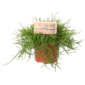 Rhipsalis Cassutha P12