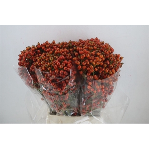 Rosa Starberry P Bunch