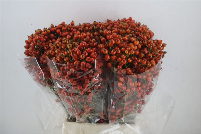 <h4>Rosa Starberry P Bunch</h4>