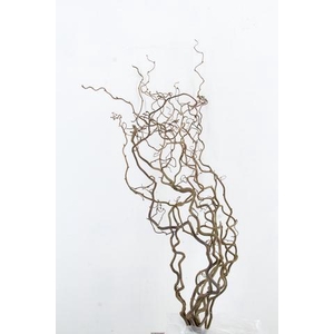 CORYL AV CONTORTA 2 JARIG 100CM