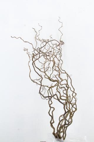 <h4>CORYL AV CONTORTA 2 JARIG 100CM</h4>