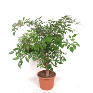 Heteropanax chinensi