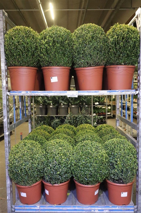 <h4>Buxu Sempervirens</h4>