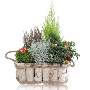 Collectie Anna Arrangement in Houten Bak Rechthoek 30 cm