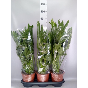 Philodendron   ...