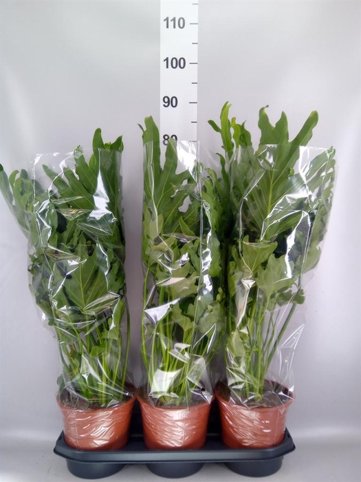 <h4>Philodendron   ...</h4>