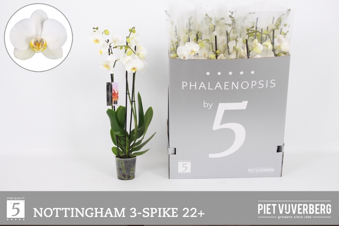 <h4>PHAL OV WIT</h4>