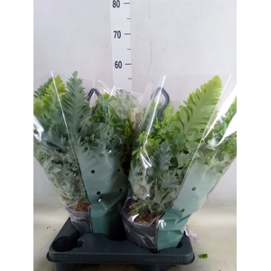 Phlebodium aureum 'Davana'