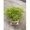 Anethum Graveolens