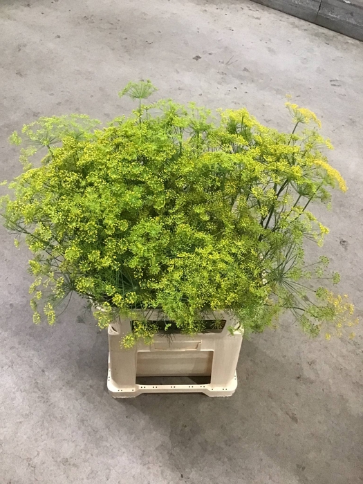 Anethum Graveolens