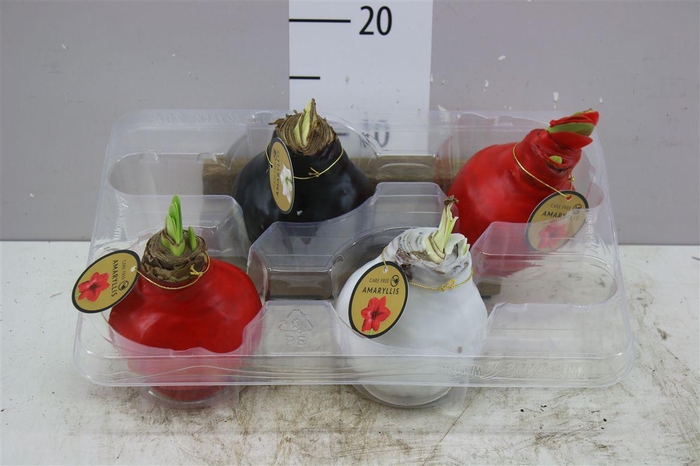 <h4>Hippeastrum Wax Mix</h4>