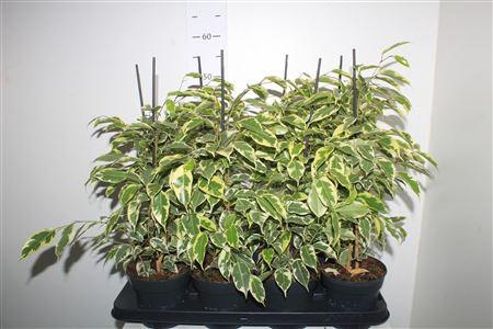 <h4>Fic Be Samantha</h4>