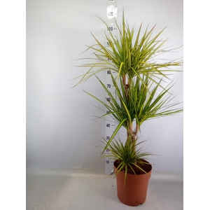 Dracaena marg. 'Sunray'