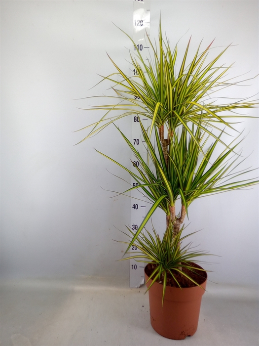 <h4>Dracaena marg. 'Sunray'</h4>