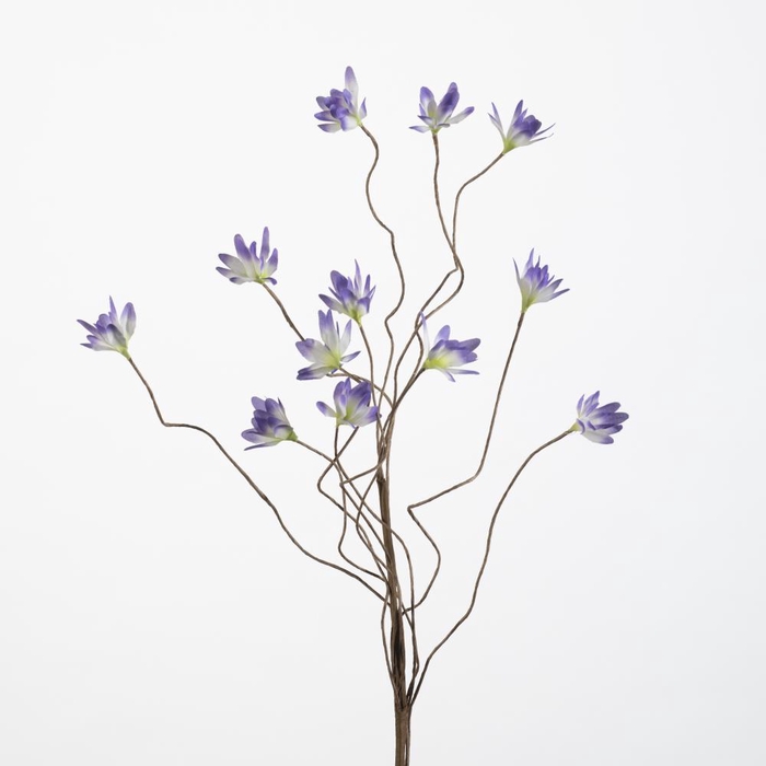 <h4>AF Triteleia spray L55cm blue</h4>