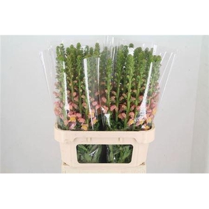 Antir Potomac D Orange