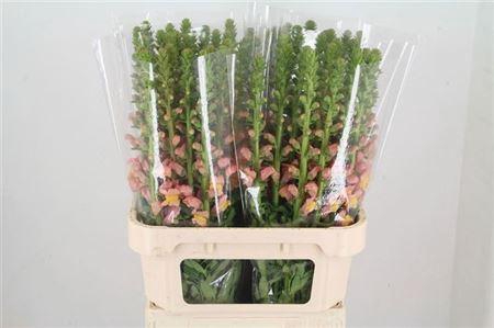 <h4>Antir Potomac D Orange</h4>