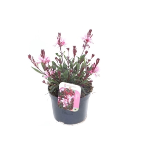 Gaura lind. Gaudi Rose