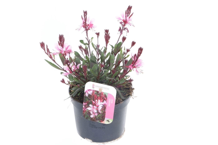 <h4>Gaura lind. Gaudi Rose</h4>