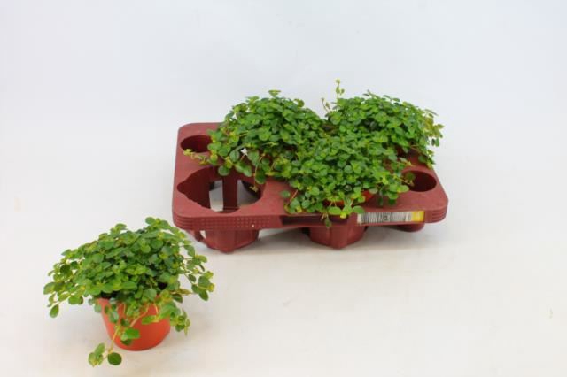 <h4>PILEA DE SAO PAULO</h4>