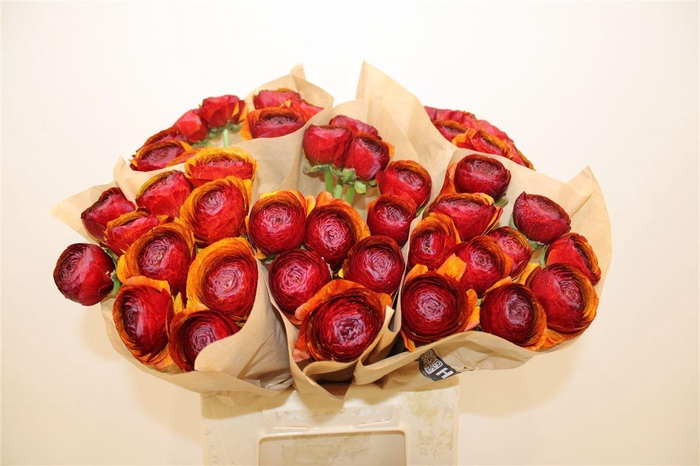 <h4>Ran Cloni Ex Brownie</h4>